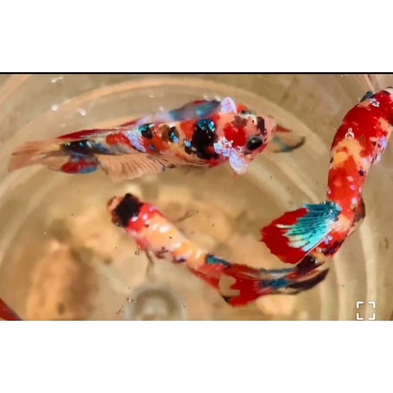 ikan cupang multicolor kualitas bagus