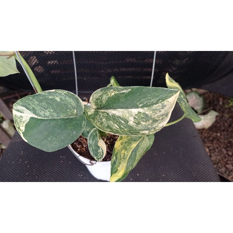Tanaman hias scindapsus jade satin Variegata/Tanaman Rambat