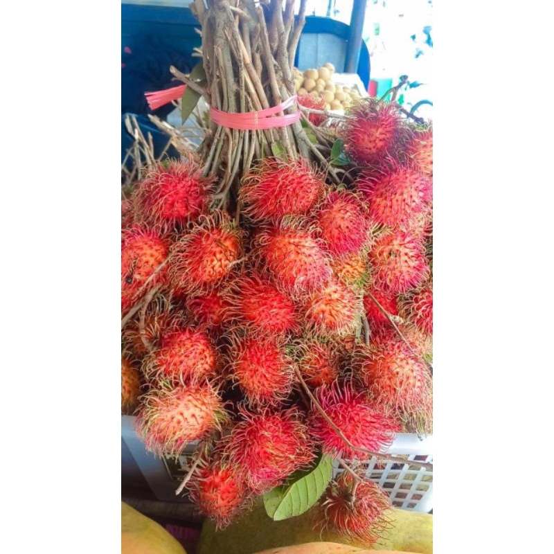 

rambutan Binjai fresh 1kg