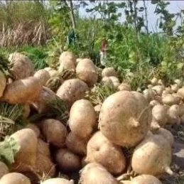

bengkuang bengkoang 1 kg