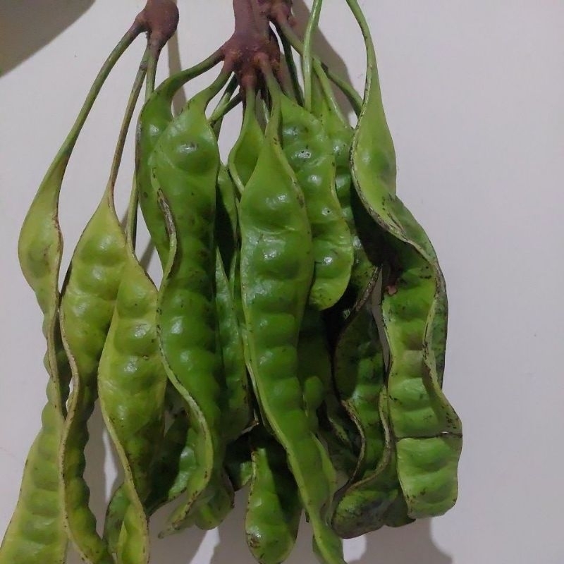 

pete lokal kualitas matang