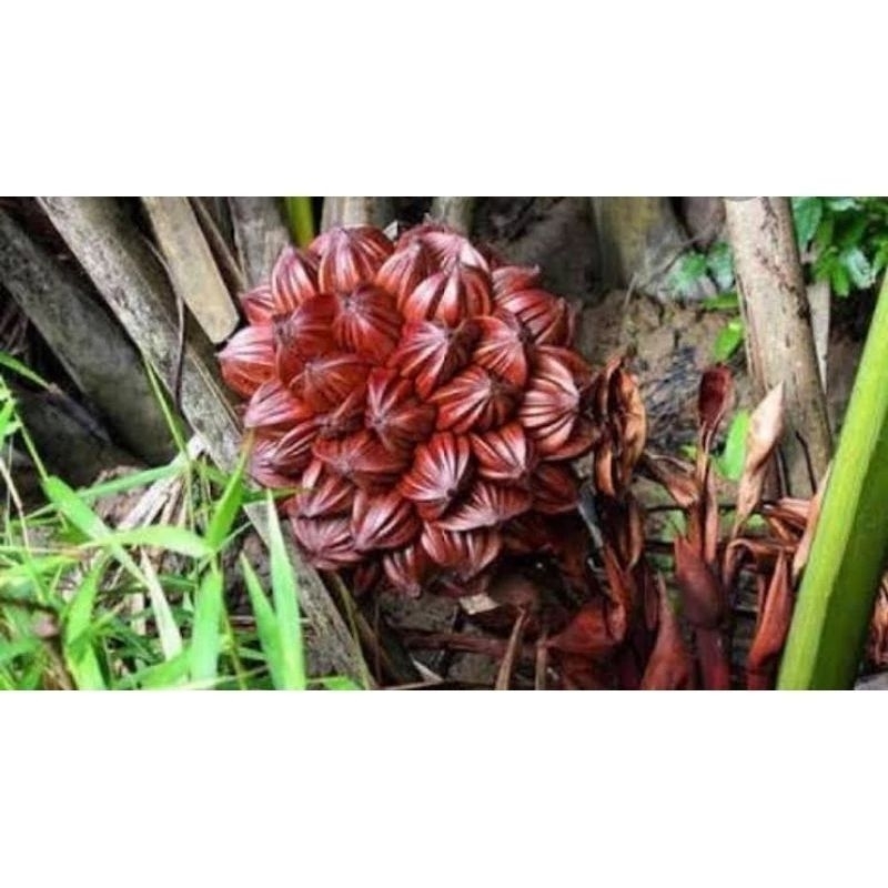 

Buah Nipah Buah Dahon Tua 1kg +