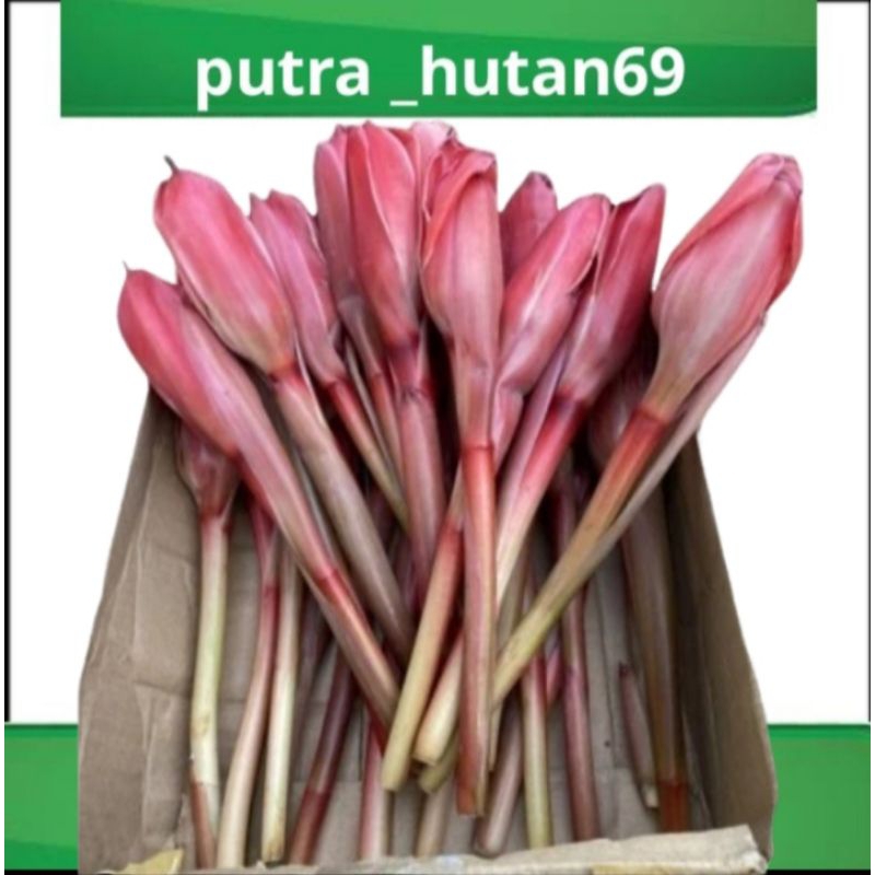 

BUNGA KECOMBRANG MASIH ADA TANGKAINYA TERMURAH 5 PCS
