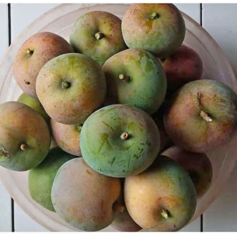 

mangga apel muda isi 1kg
