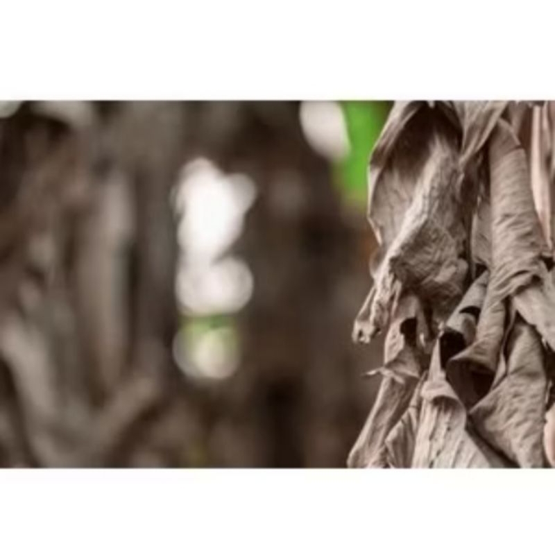 

Daun pisang kering dan frresss