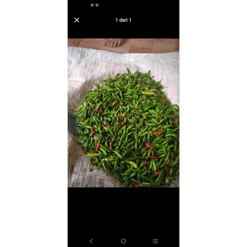 

sayur murah cabai rawit Bungbulang untuk gorengan dan sambal