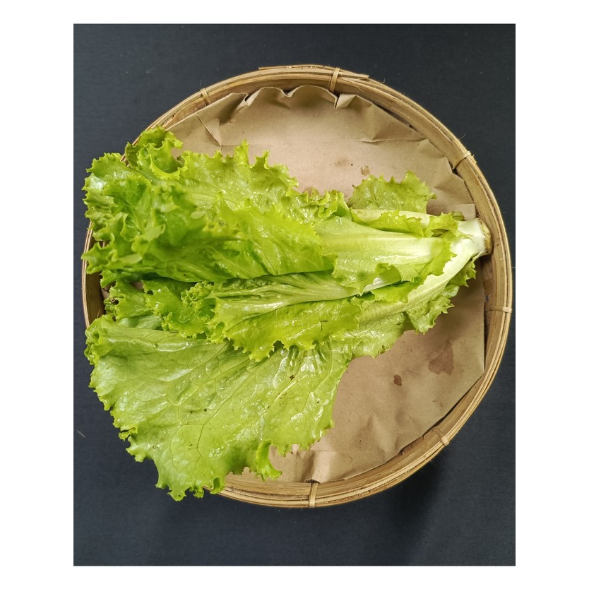 

SAYOER NOESANTARA Sayur Selada Romaine - Sayur Semi Organik Segar 500gr/1000gr