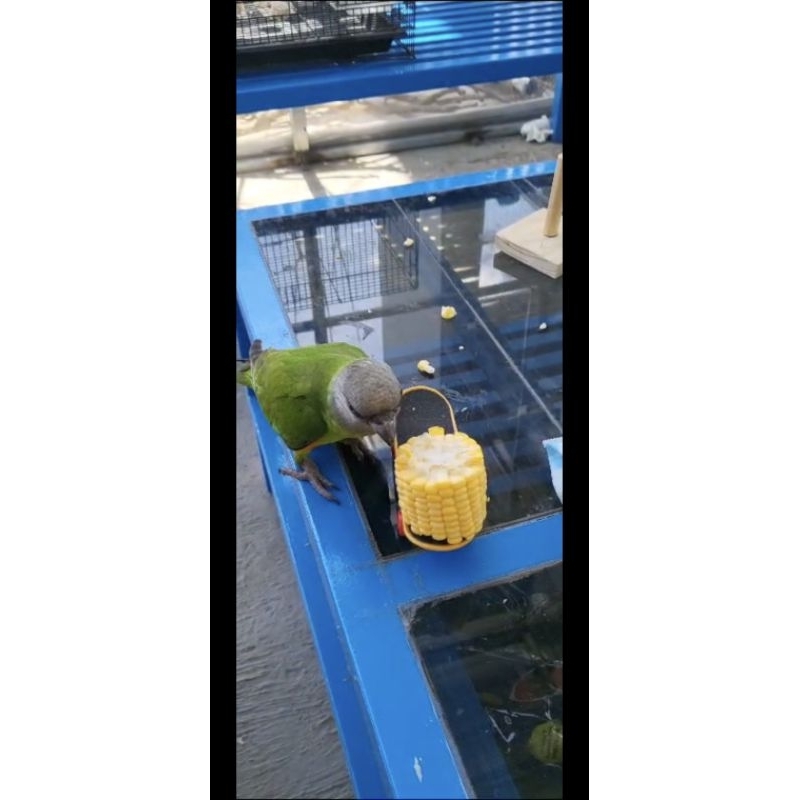 Burung Senegal sepasang