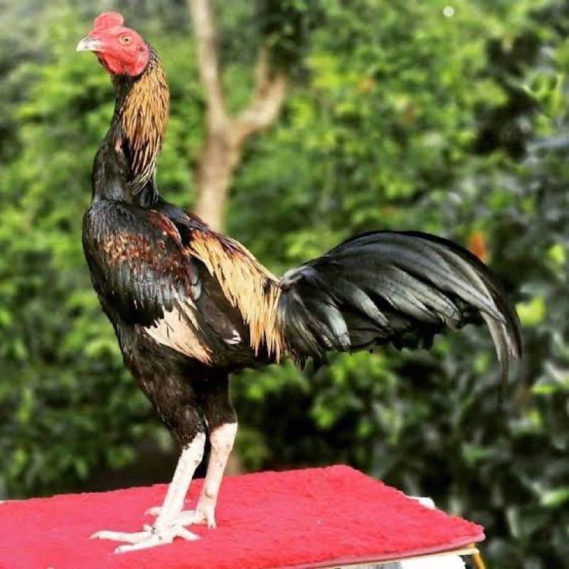 

TELUR FERTIL AYAM PAMA UNTUK DITETASKAN