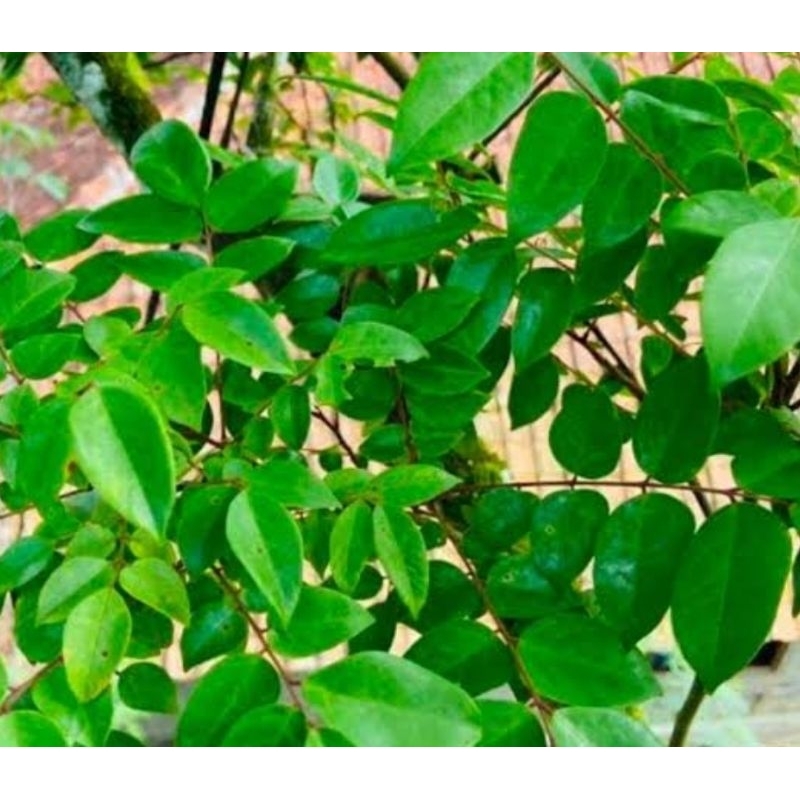 

Daun belimbing manis petik langsung 200 gram
