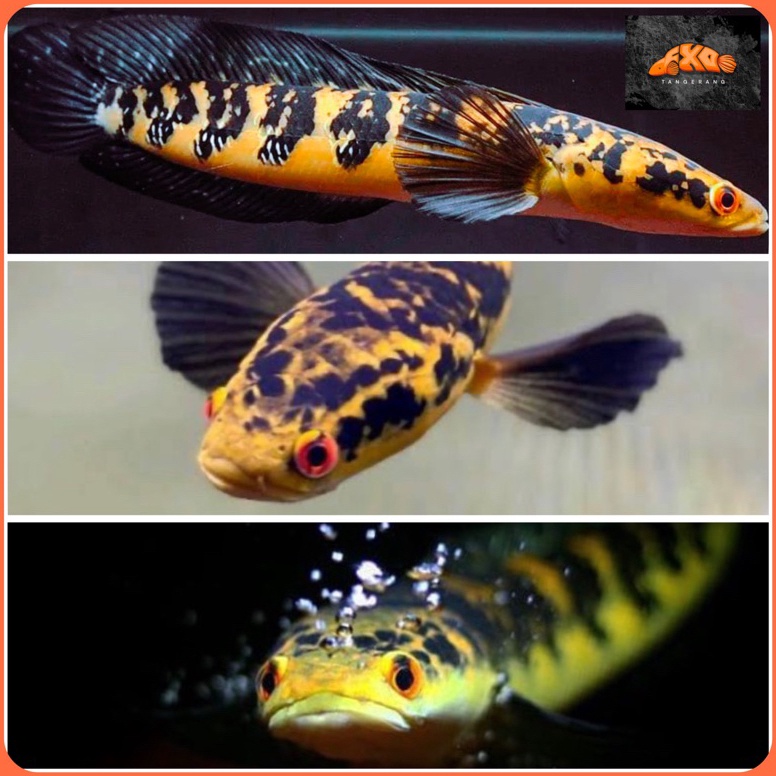 BOOMING Maru Oren Riau Kualiatas Gred A