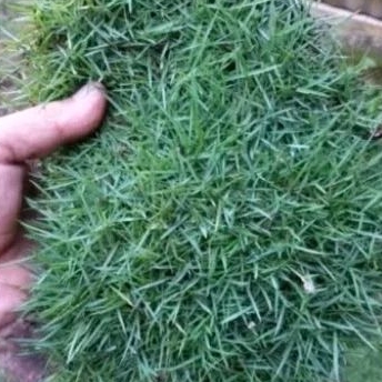 Rumput Jepang hidup rumput halaman rumput hias rumput kuburan 10x10 cm
