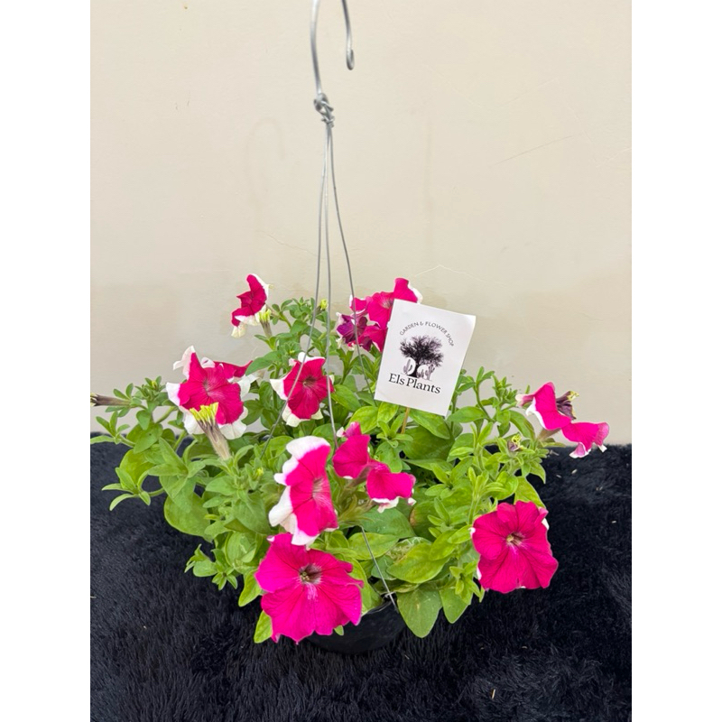 Tanaman gantung bunga petunia pink