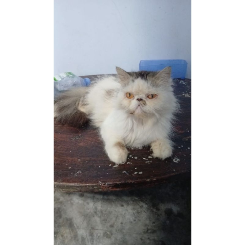 kucing persia peaknose