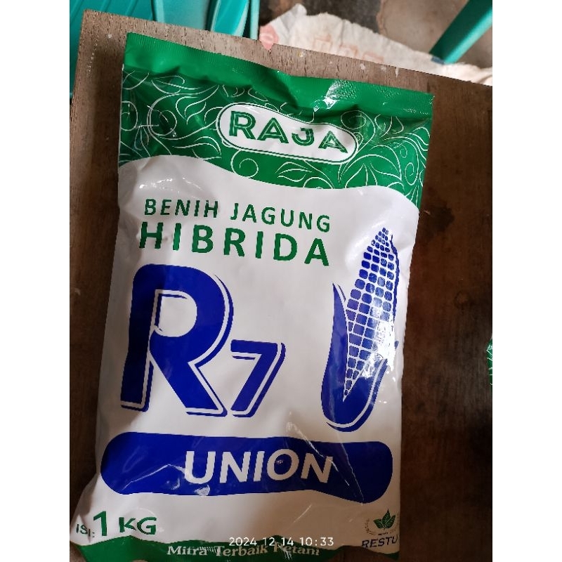 Benih Jagung Hibrida R7 Union 1 KG
