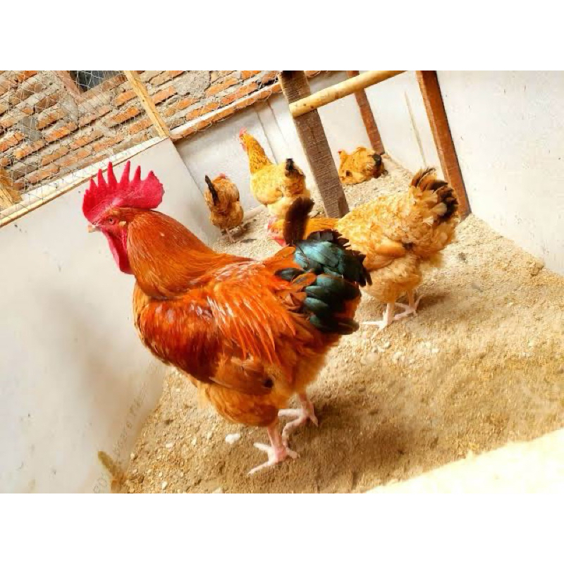 TELUR FERTIL AYAM MERAWANG MULTIGUNA UNTUK DITETASKAN