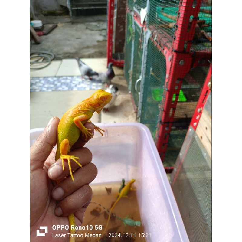 iguana albino baby