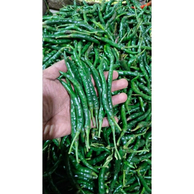 

Cabai Hijau murah 250gr, 500gr
