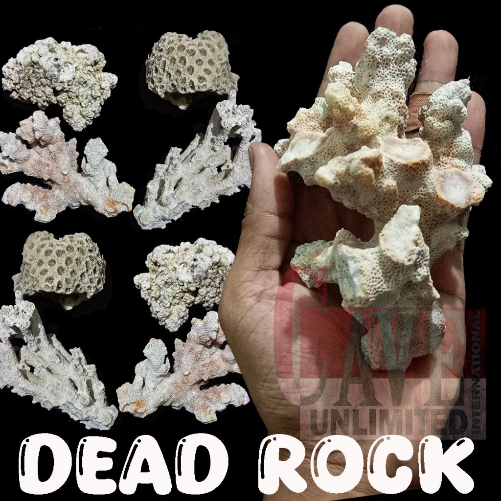 Dead rock batu karang setting air laut batu karang DR scaping aquarium