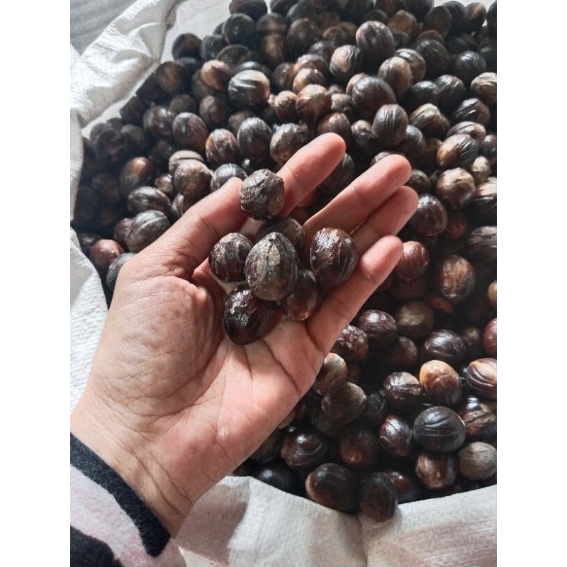 

buah pala berat 100 gram