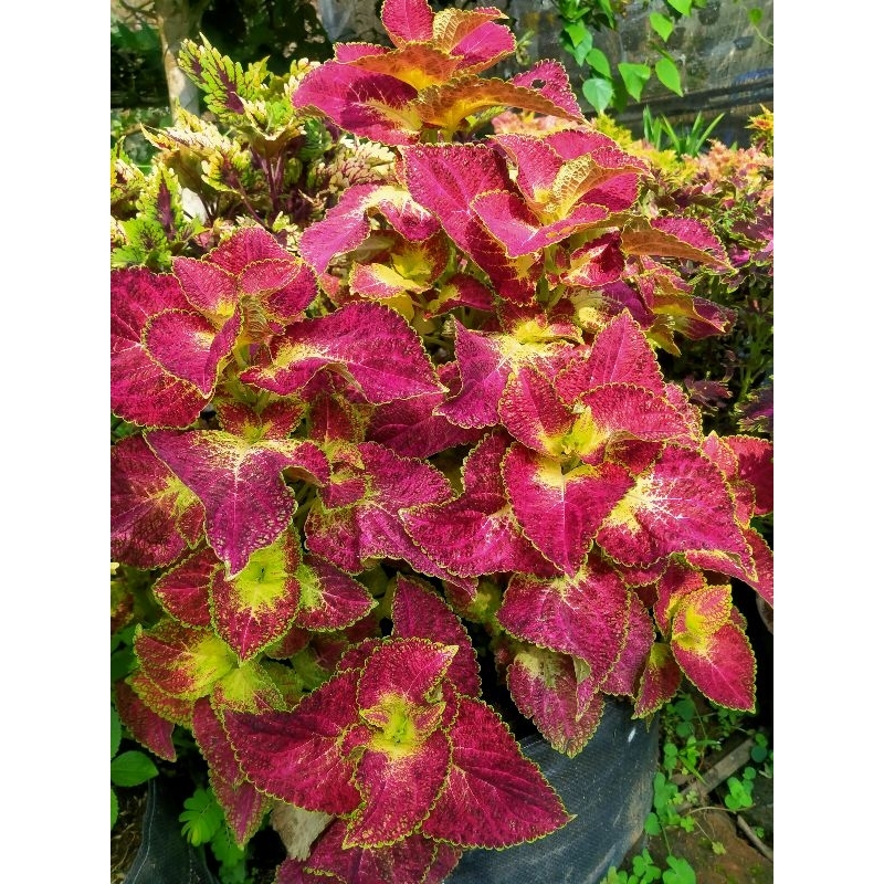 Miana Cinta / Celous / miana / daun cantik