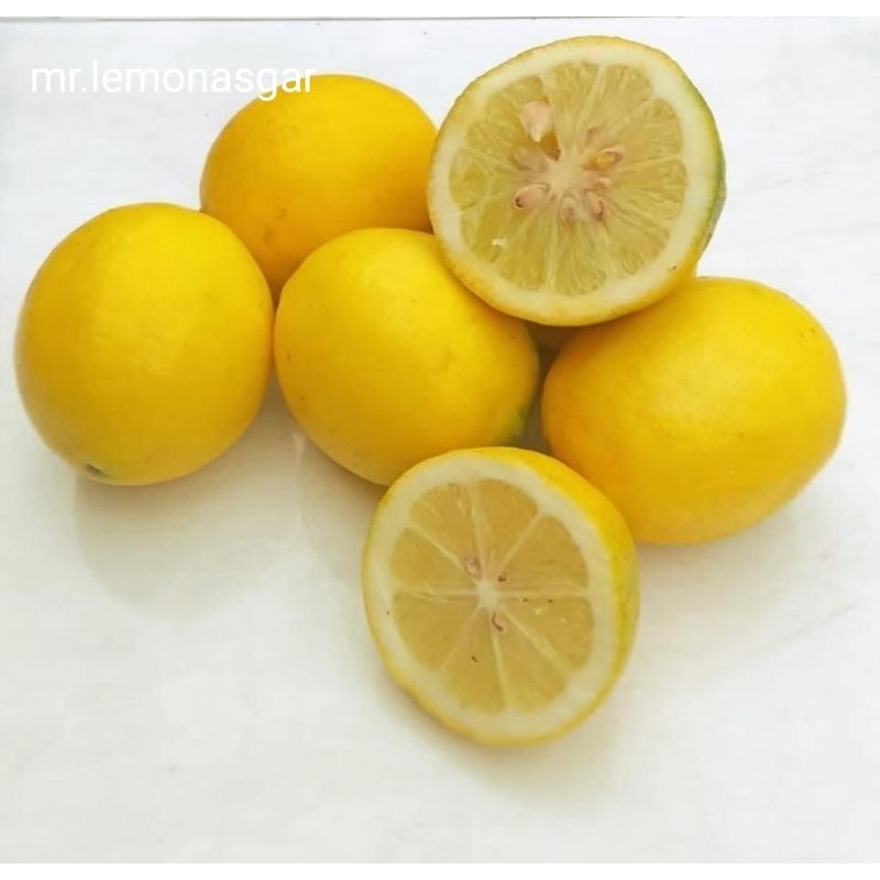 

lemon california fresh petik pohon langsung. 1 kg isi 7-10 [mr. lemonasgar]