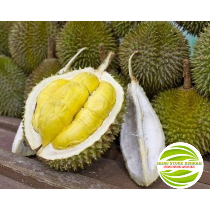 Bibit Durian Musangking Kaki 3 Okulasi
