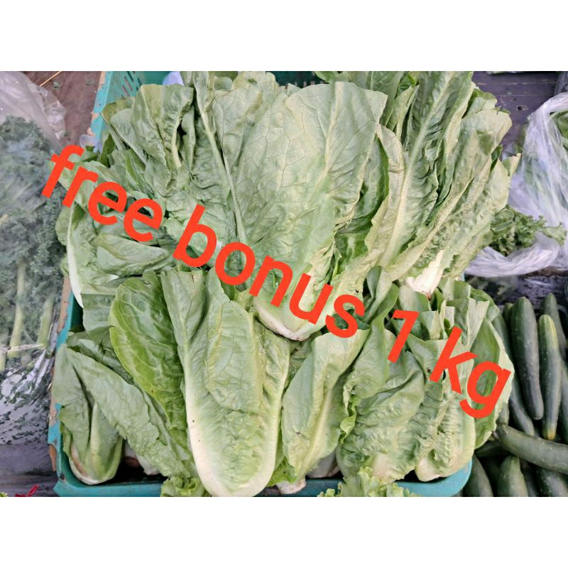 

lettuce Romain 500gr + gratis bonus