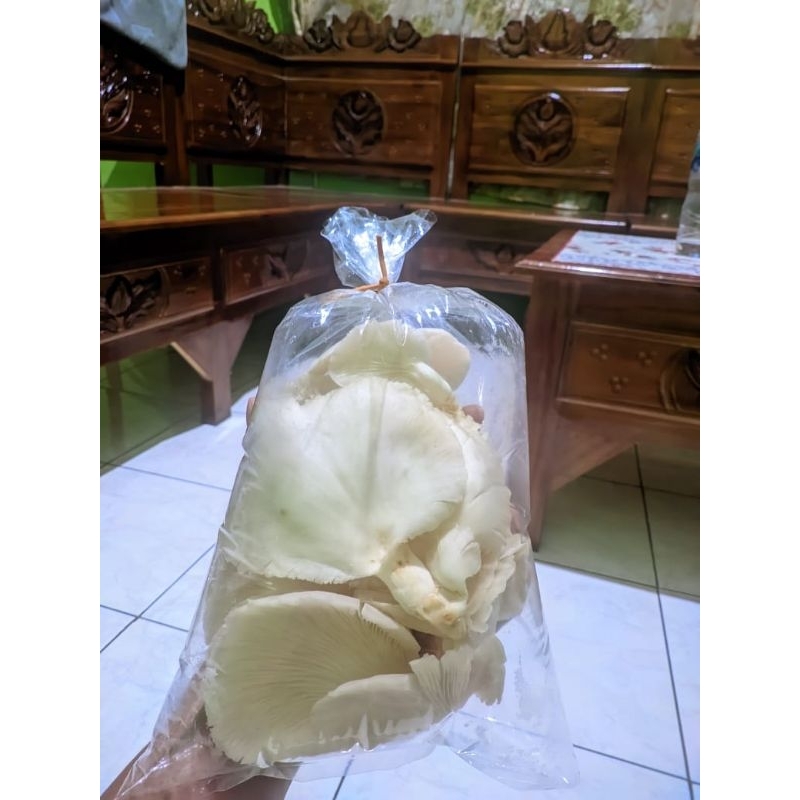 

jamur tiram fress baru panen