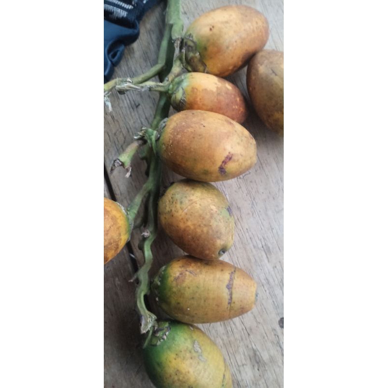 

pinang tua/ jambe tua segar 500 gram