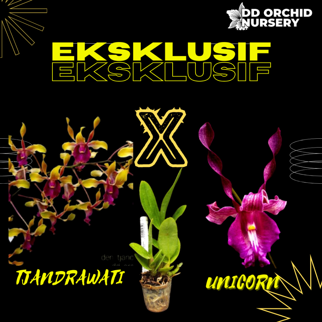 DD Orchid Seedling Anggrek Dendrobium Tjandrawati X Den. Unicorn