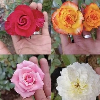 bunga mawar hidup size remaja/indukan bebas req warna