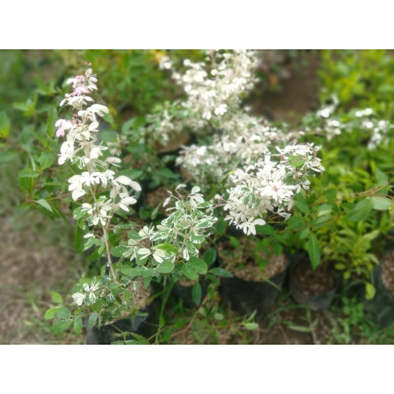 tanaman Asem Londo Varigata Bibit asem belanda