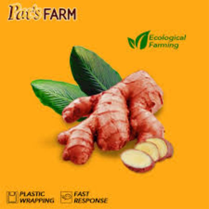 

Rempah rempah Indonesia kualitas Super JAHE MERAH Besar/Red ginger