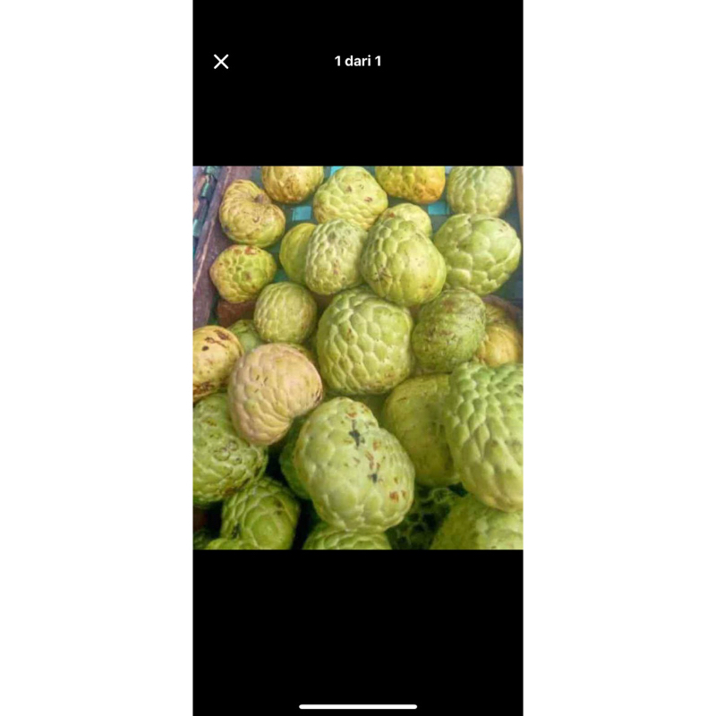 

buah delima/surikaya