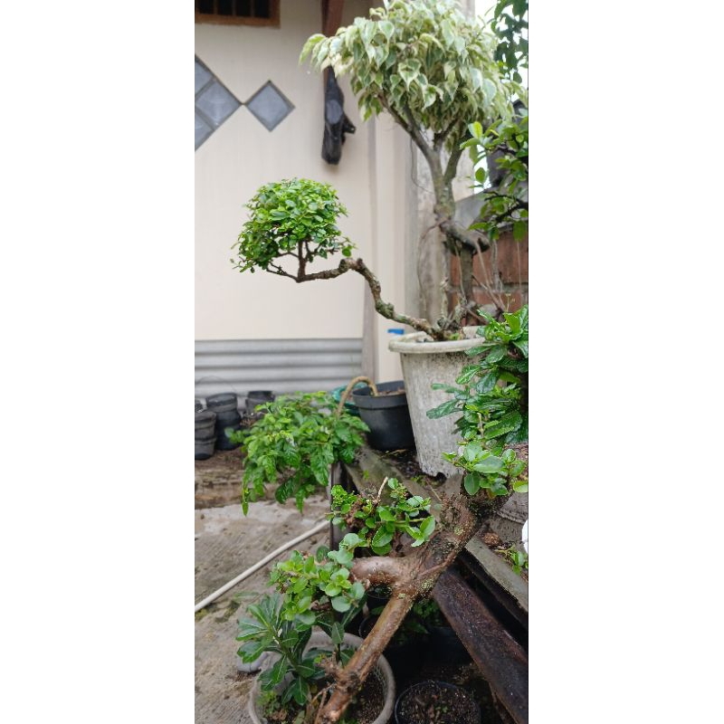 Bonsai Wacang sancang wahong