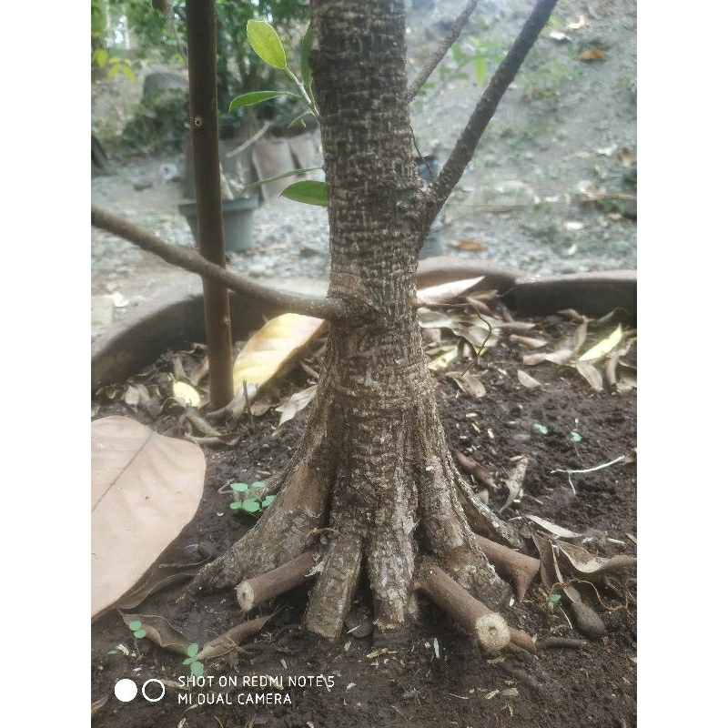 kimeng program akar 90000 saja