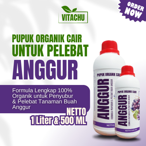 Pupuk Anggur Cepat Berbuah Lebat Booster Organik Pelebat Buah Anggur Perangsang Pembuahan Anggur
