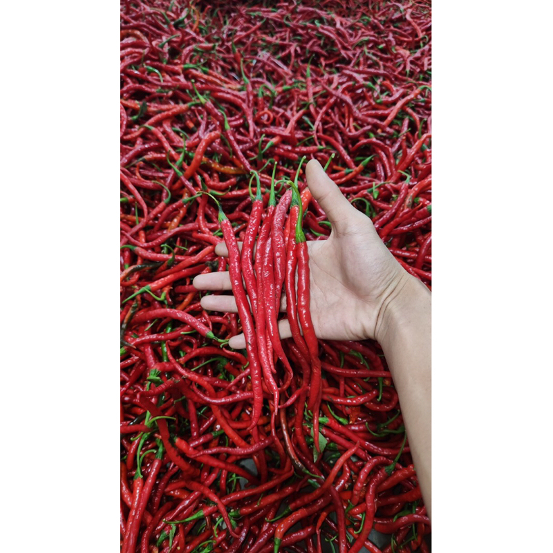 

Cabe Merah Keriting 1kg