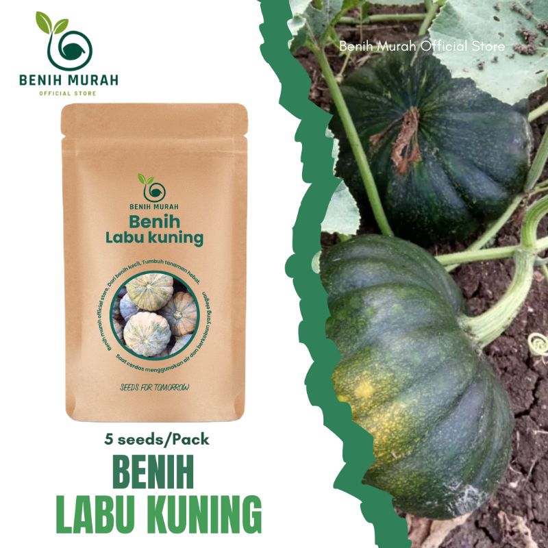 

Benih Labu kuning Bibit Waluh Unggul Benih Sayur Unggul