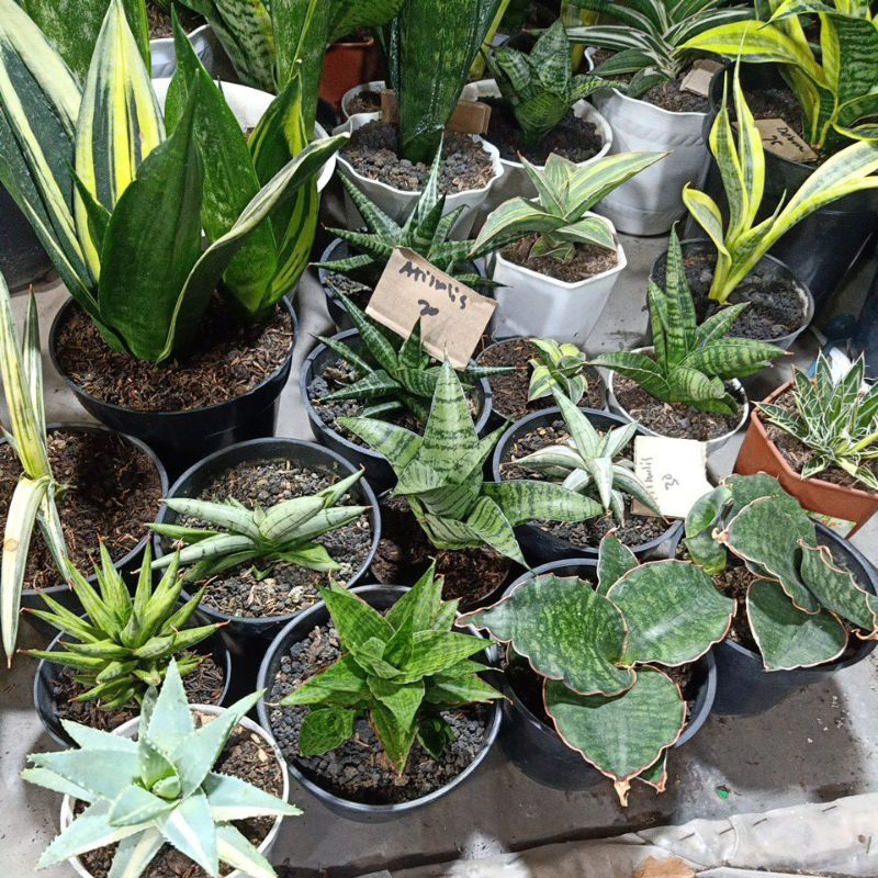 sansevieria ernestii varigata