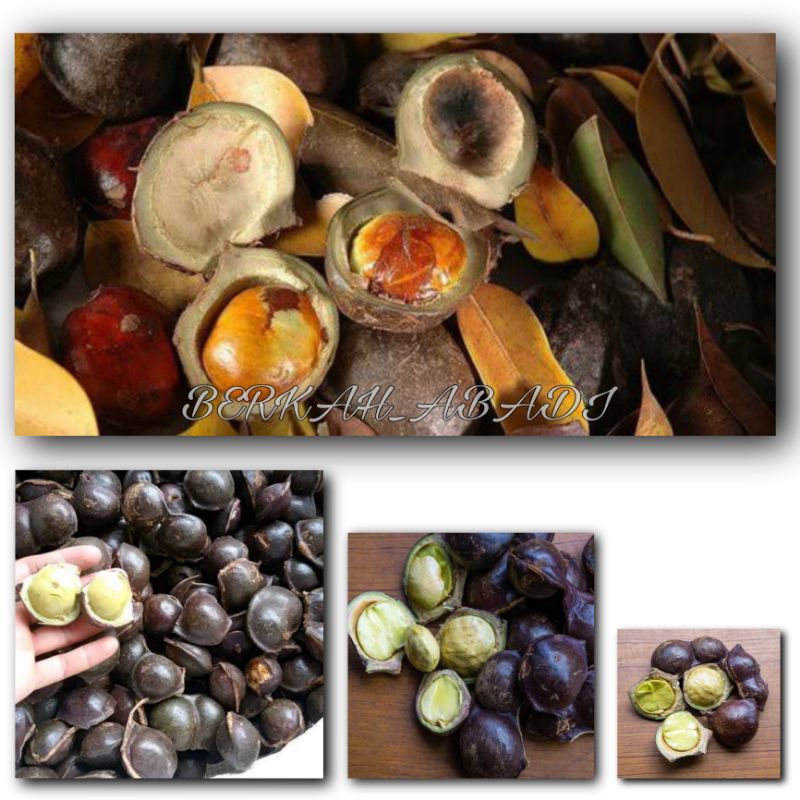 

JENGKOL MUDA - JENGKOL MUDA LALAPAN (CANGKANG ) FRES BERKUALITAS BERAT 500 GRAM / JENGKOL MUDA TERMURAH / JENGKOL MUDA MENTAH TERLARIS / SAYUR-SAYURAN /PELENGKAP LALAPAN MASAKAN