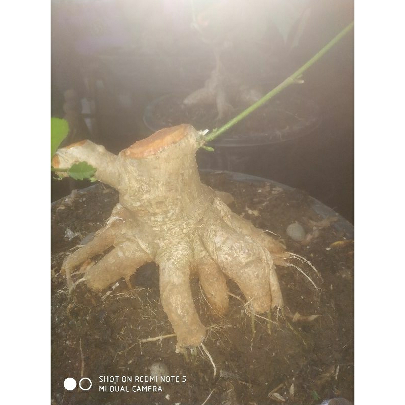 waru india programan