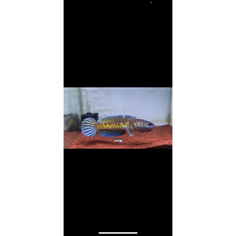 Hiasan Patung Channa AurantiDorpol