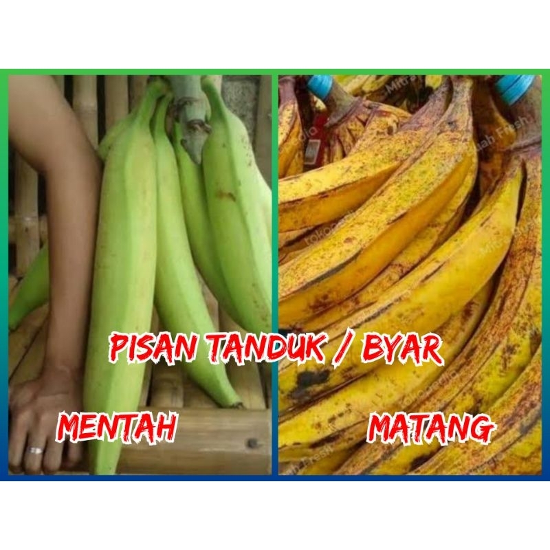 

Pisang Tanduk / Pisang Byar Mentah Dan Matang Harga Per Lonjor