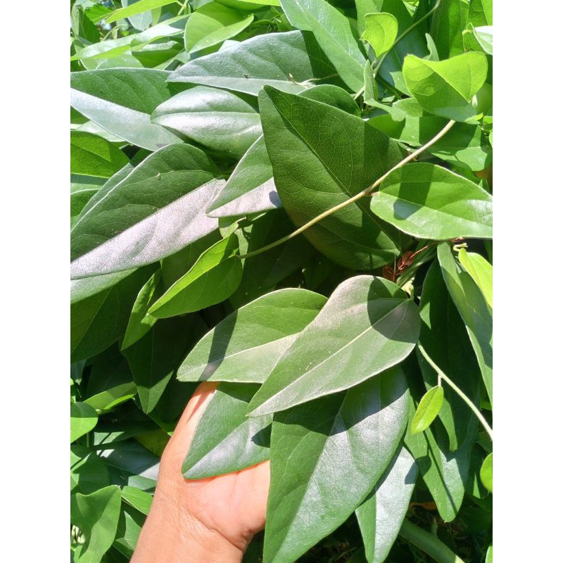 

Daun Cincau Jelly segar, sehat, dan berkhasiat 1Kg