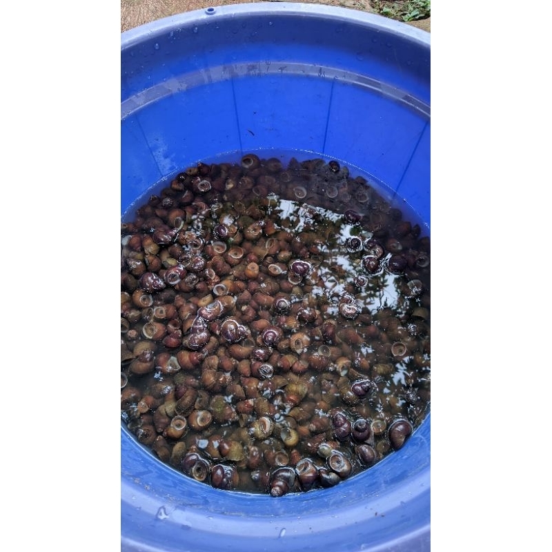 

TUTUT SAWAH || KEONG SAWAH 1KG SUDAH POTONG EKOR