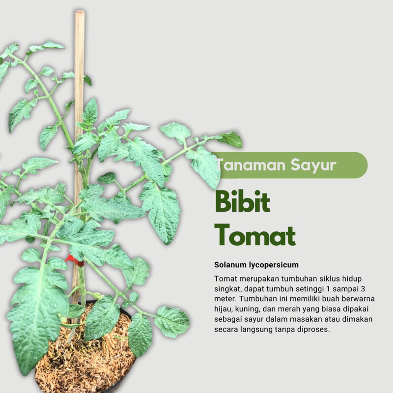Bibit Tanaman Tomat Buah Super F1  (Berbunga/Berbuah)