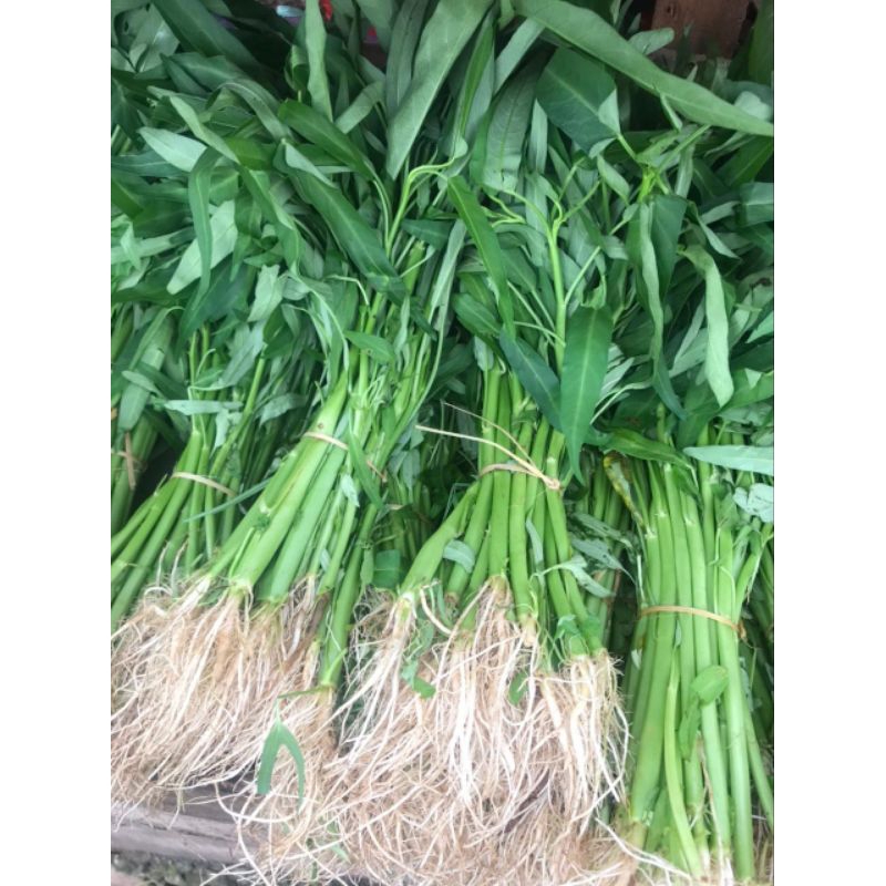 

Kangkung 1 Ikat Besar