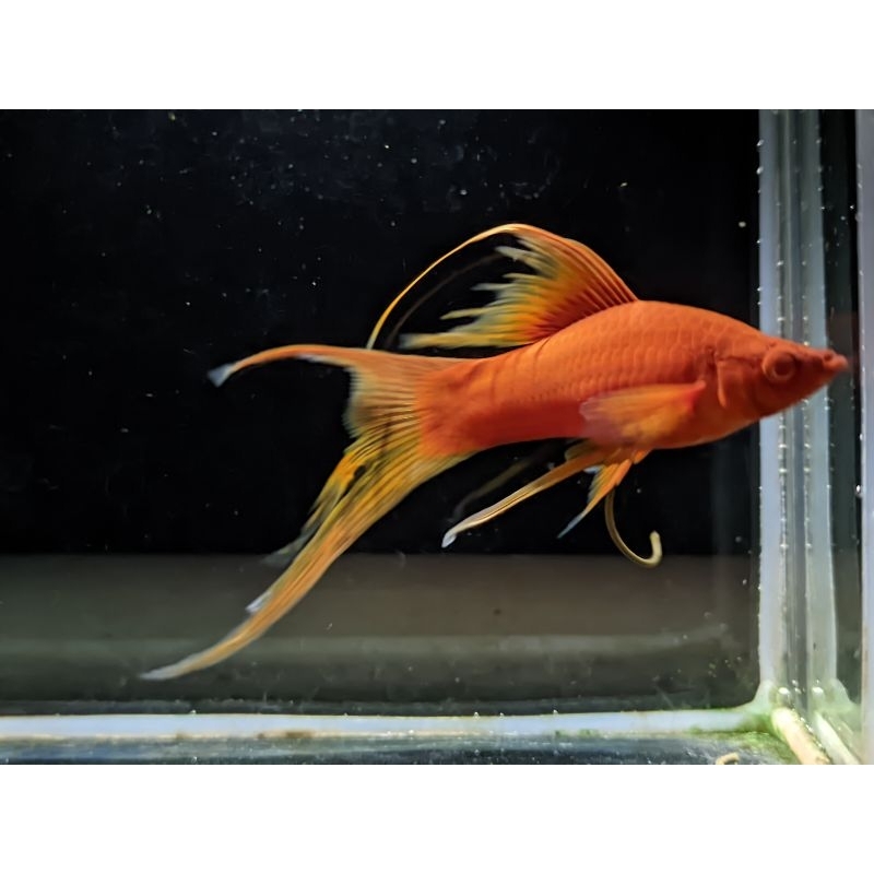 bloodred lyretail aksesoris aquarium